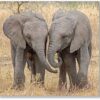 Elephants Side By Side Everyday Single Card-0