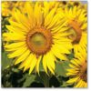 Field of Sunflowers Everyday Single Card-0