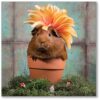 Guinea Pig In A Pot Everyday Single Card-0