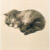 V&A Persian Kitten Everyday Single Card-0