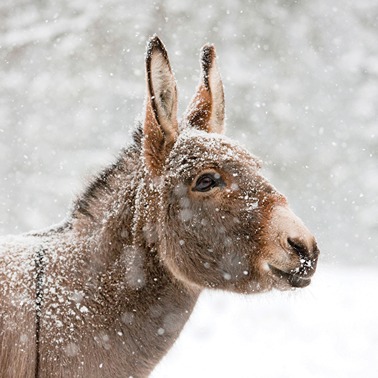 Charity Cards and Gifts