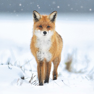 Charity Cards and Gifts