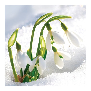 Charity Cards and Gifts