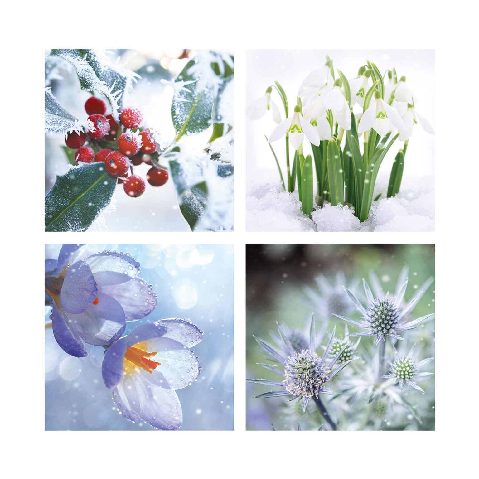 Frosty Foliage - Perennial Charity Christmas Cards - Pack of 10-0