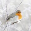 Robin Red Breast - Cards for Good Causes Charity Christmas Cards - Pack of 10-0