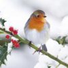 Frosty Robin - Diabetes UK Charity Christmas Cards - Pack of 10-0