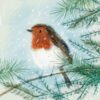 Robin In The Fir Tree - Epilepsy Action Charity Christmas Cards - Pack of 10-0