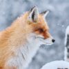 Majestic Fox - League Against Cruel Sports Charity Christmas Cards - Pack of 10-0