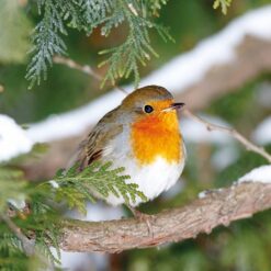 Napkin with a photographic image of a robin sitting on a tree branch.