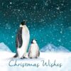 Stargazing Penguins - National Autistic Society Charity Christmas Cards - Pack of 10-0