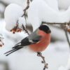 Bullfinch in the Snow - National Autistic Society Charity Christmas Cards - Pack of 10-0