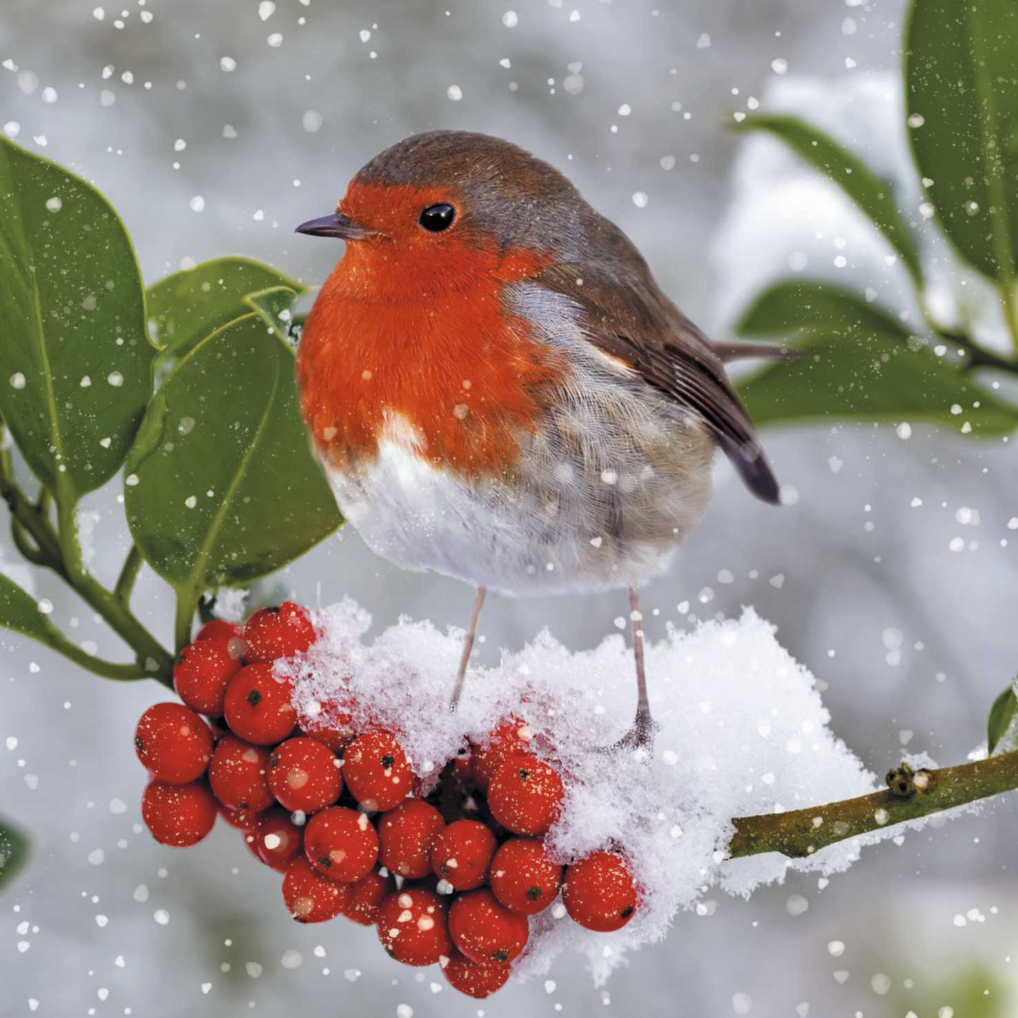 The Red Red Robin - The Children's Society Charity Christmas Cards - Pack of 10-0