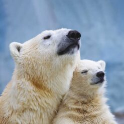 Photographic greetings card featuring a polar bear cub snuggled up to it's mother.