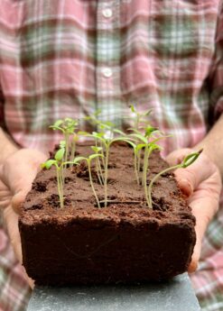 The Biblical Herbs Growbar-11482