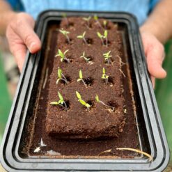 The Bird Growbar-11486
