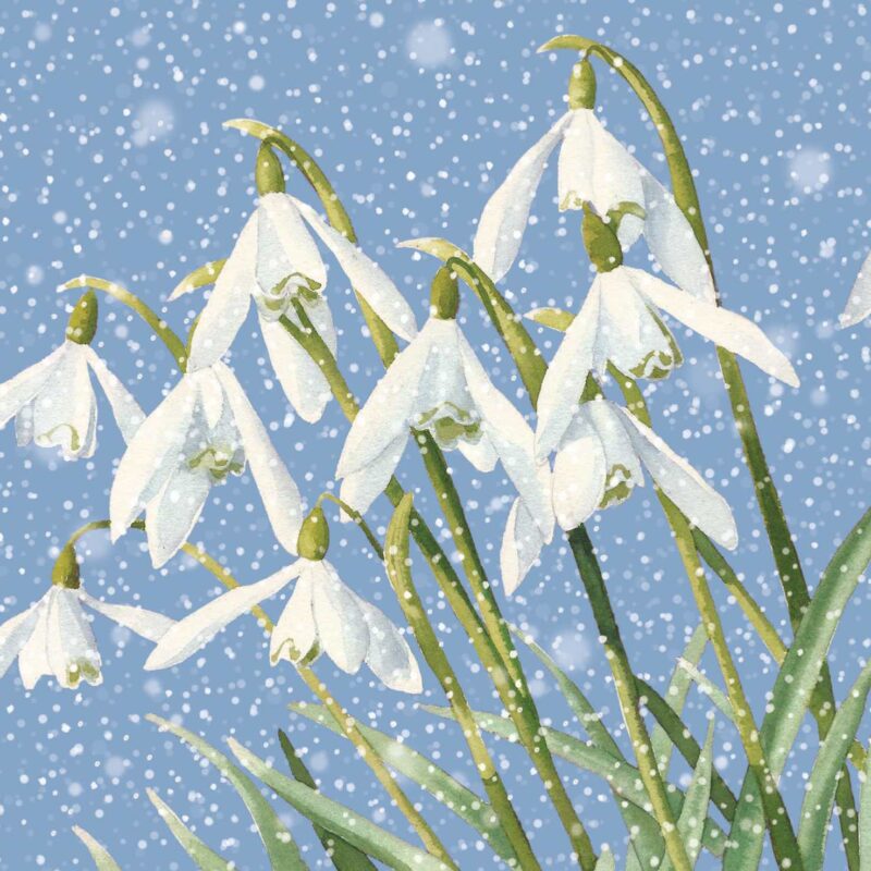 Charity Cards and Gifts