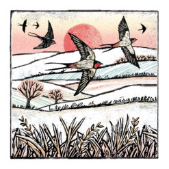 Swallow Flight - The Ramblers Charity Cards - Pack of 10
