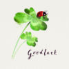 A good luck card with an illustration of a ladybird sitting on a four leaf clover. Text reads Good Luck.