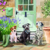 A greetings card with a picture of three dogs sitting outside a front door.