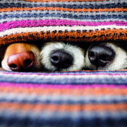 Cards for any occasion