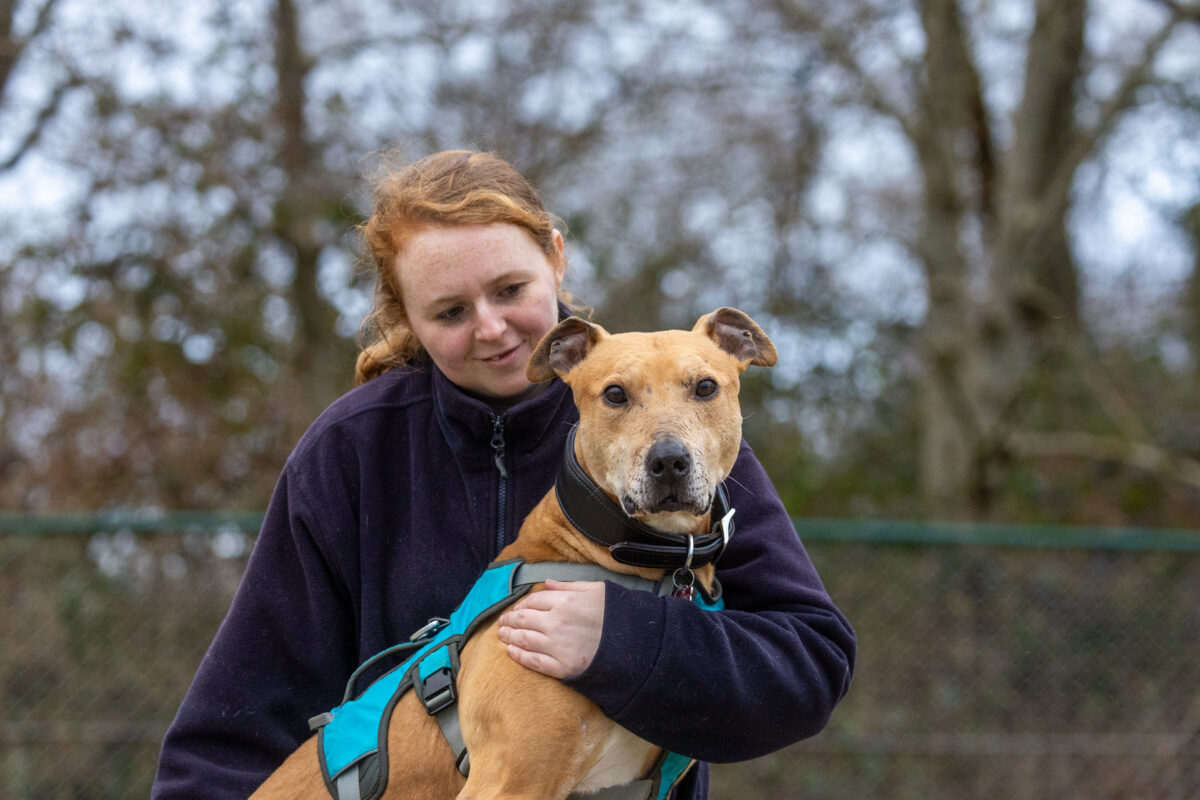 A photograph of a girl with her arm around a dog.