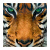 A greetings card featuring a close up photographic image of a Sumatran tiger.