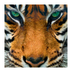 A greetings card featuring a close up photographic image of a Sumatran tiger.
