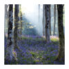 Photograph of Bluebells greeting card