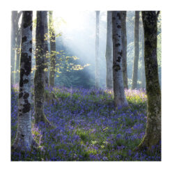 Photograph of Bluebells greeting card