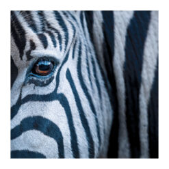 Zebra Photograph Greetings Card