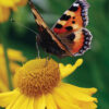 Front cover of this 2026 National Trust Diary showing a butterfly with orange, black, and white wings resting on a bright yellow flower.