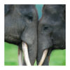Asian elephant single Card